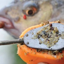 Pecanje deverike pomoću šarandžijske taktike