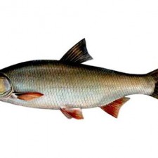 Oktobar - sezona škobalja