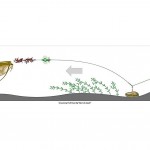 Madcat Sistem Screaming Profi River Rig Worm&Squid (Udice za ribolov) - www.eribolov.rs