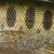 Olive-Pearl-Silver-Smolt